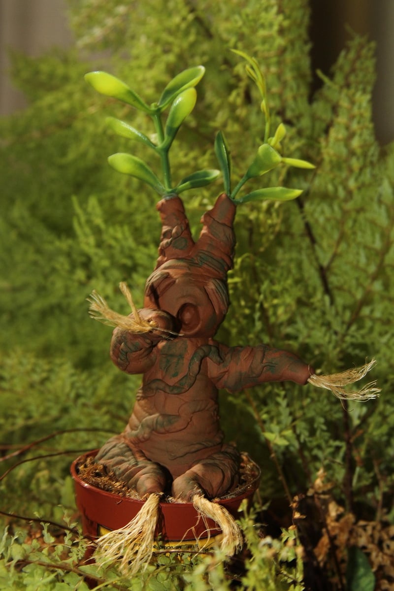 Mandragora Plant